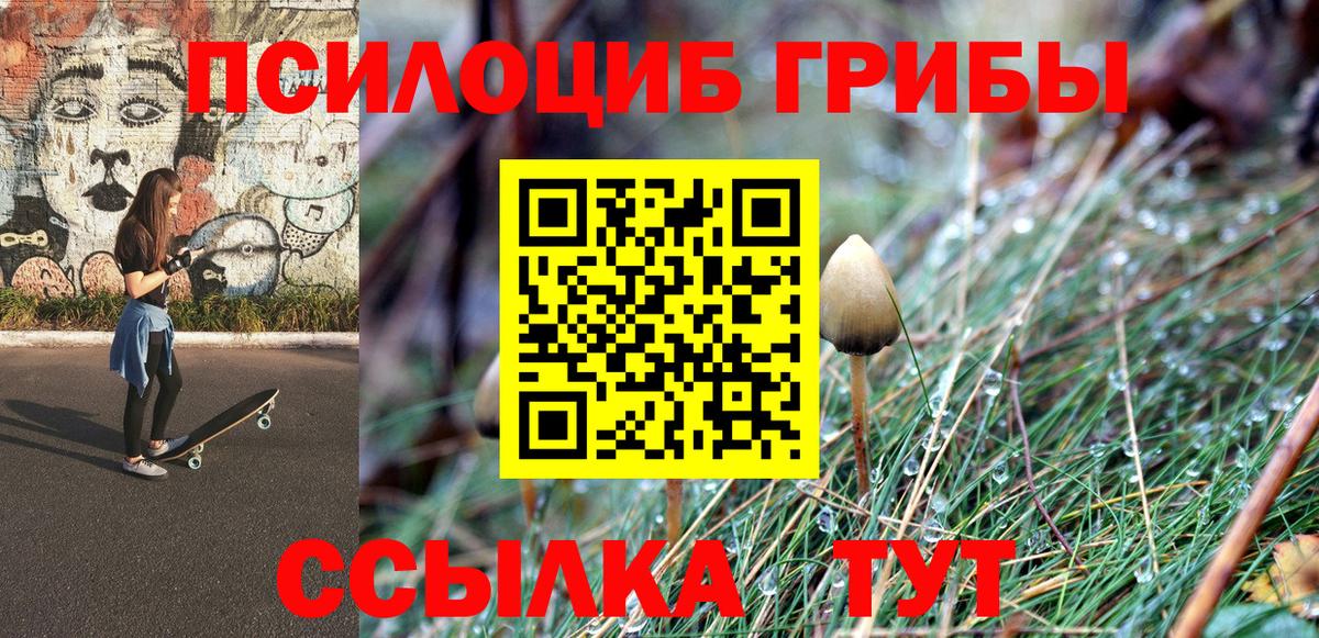 Псилоцибиновые грибы Psilocybe Амурск